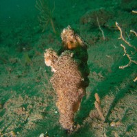 Leathery Sea Squirt